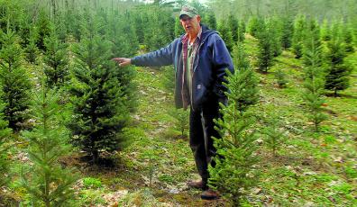 Larry Moss, owner of Moss Christmas Tree Farms, shows off the first post-recession crop of Fraser firs. which were planted four years ago and currently stand about five-feet high.