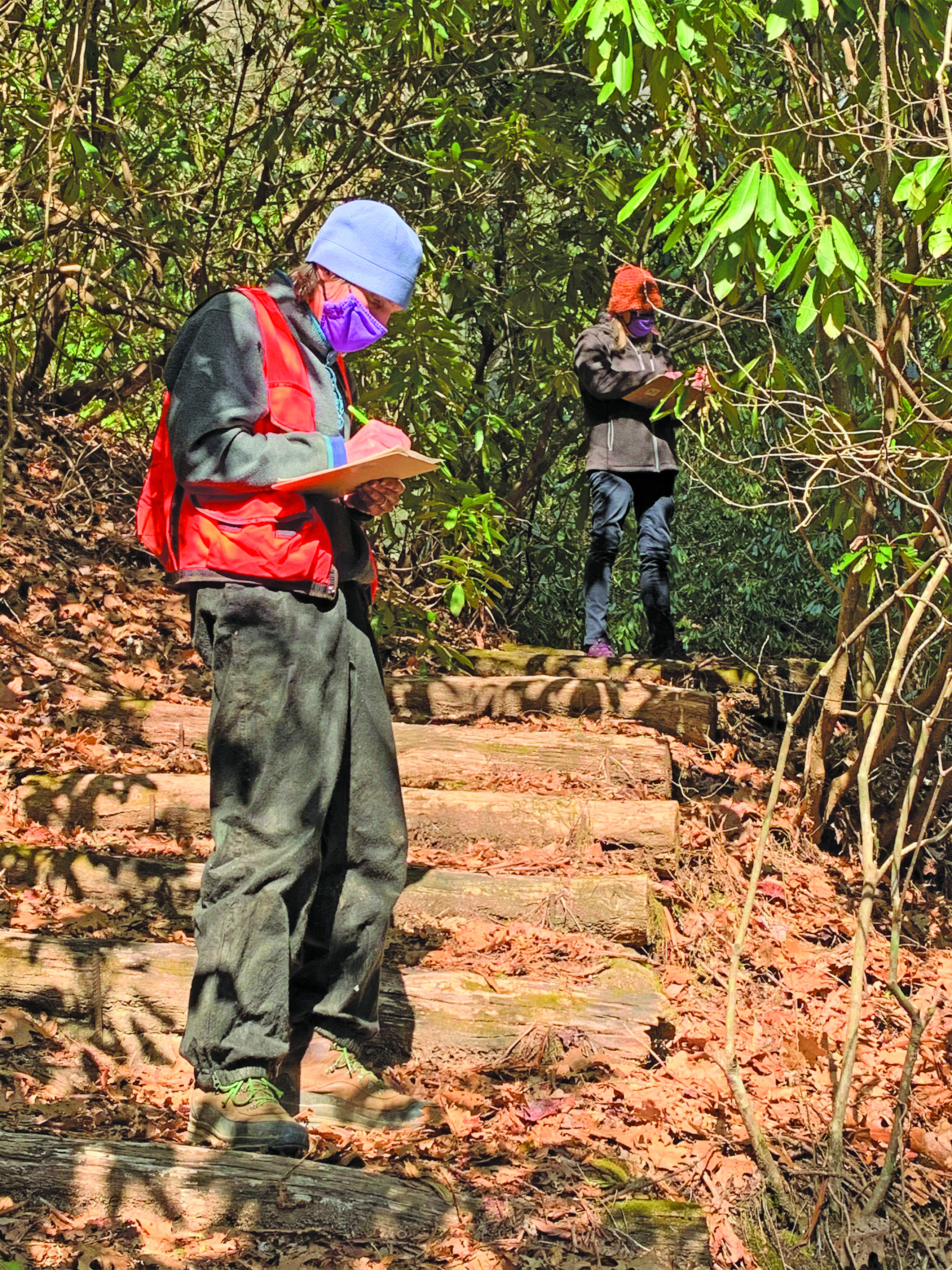 Staff members from the Highlands Biological Station worked with a team of volunteers to protect stands of hemlock trees from the invasive  Hemlock Woolly Adelgid during a service project earlier this month.