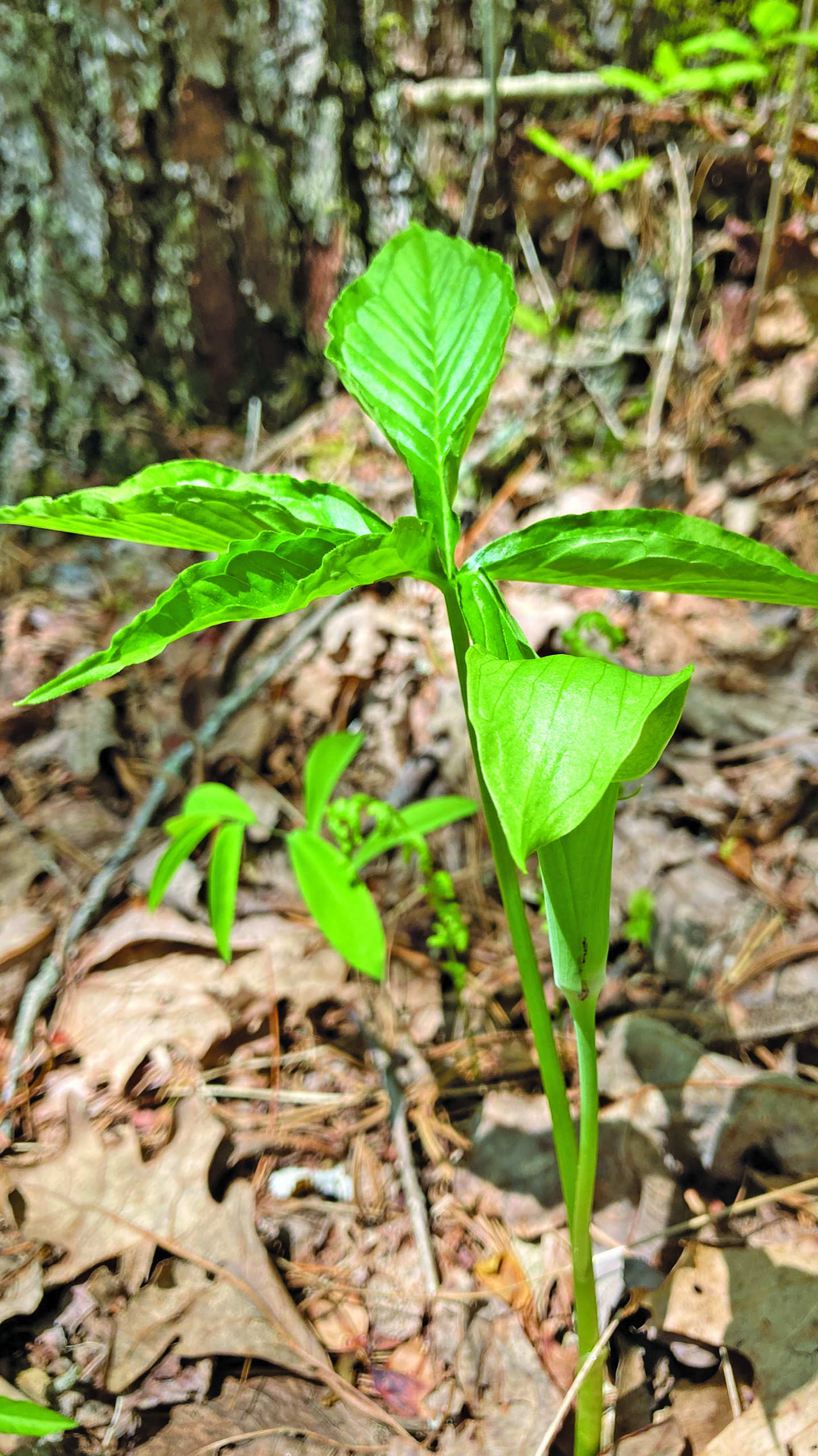 The Highlands-Cashiers Land Trust will host “Bountiful Botany: Medicinal Plants of the Plateau,” a self-guided hike at Brushy Face Preserve throughout the month of June.