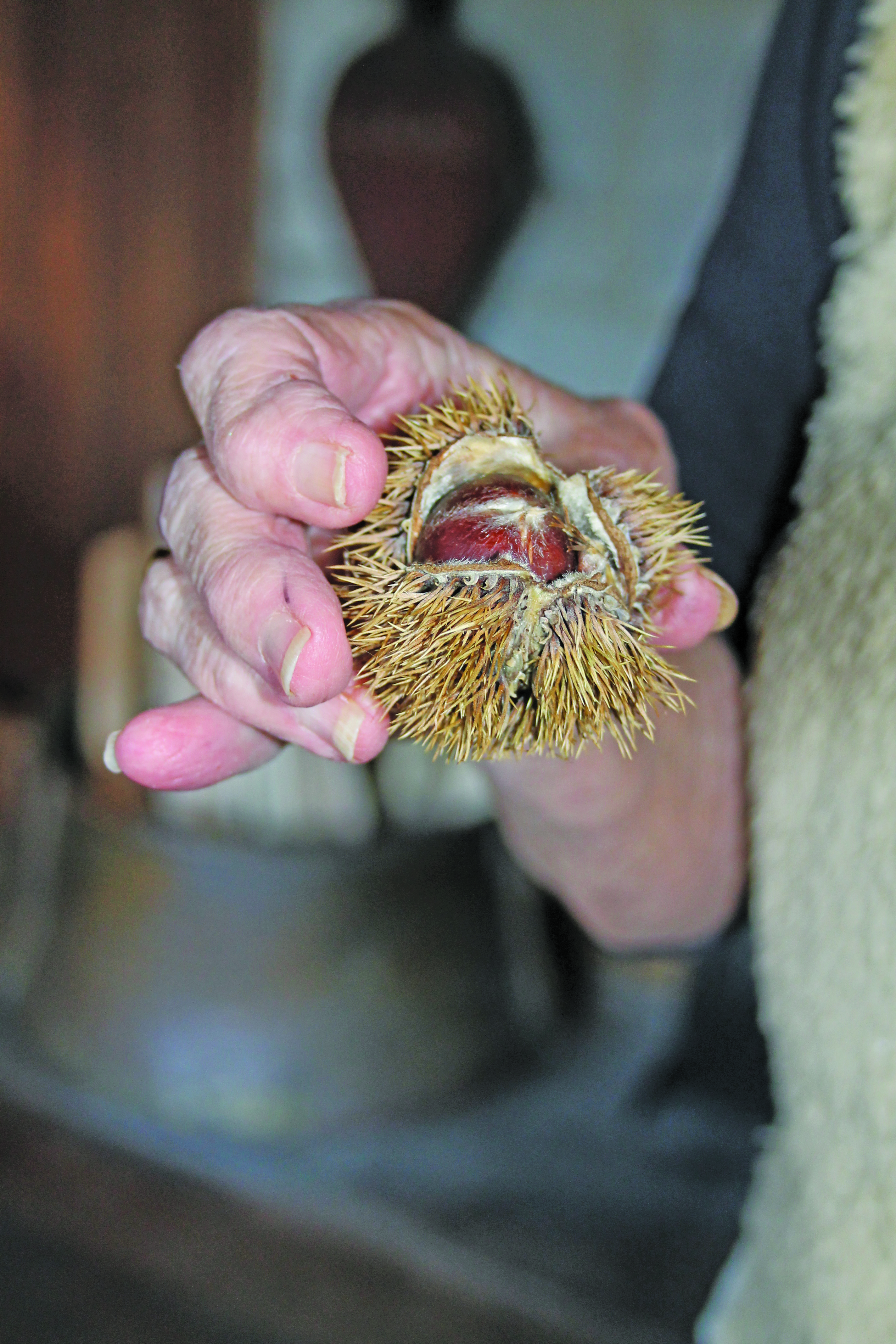 Photo by Christopher Lugo/Staff A closer look at the chestnut. 