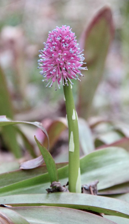 Submitted Photo The Native Plant Symposium is set for Sept. 16-17. 