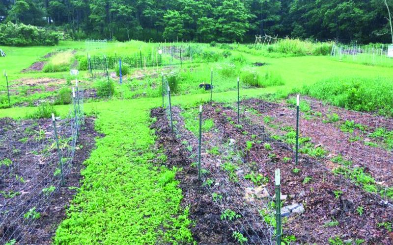 Plant for the Plateau is hoping to supply local food banks with fresh produce.