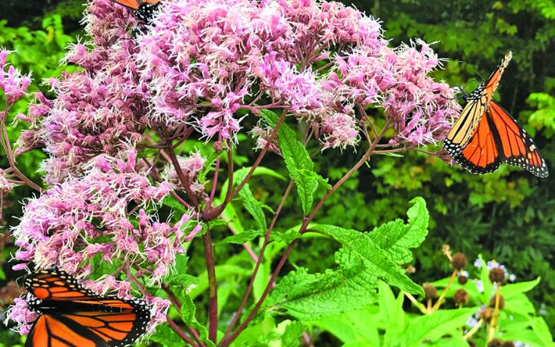 Monarch butterflies are currently migrating through Western North Carolina.