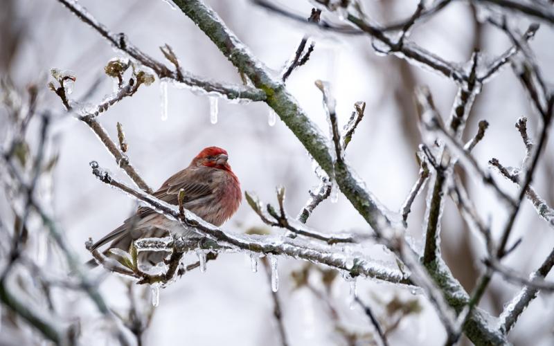 The Highlands Plateau Audubon Society identified 56 species of birds in December.