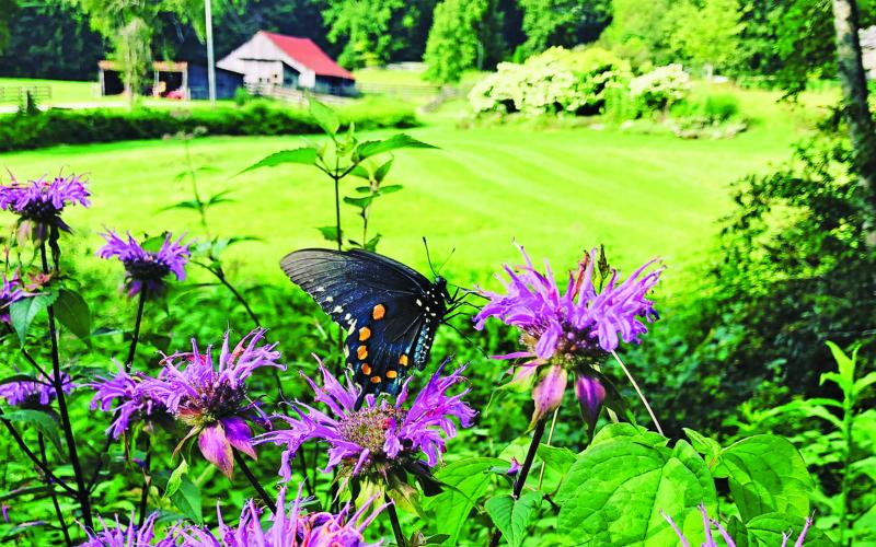 The Village Nature Series will get underway on Tuesday, April 27 when presenter Sonya Carpenter covers the topic “Nurturing life in your backyard – Choices within our control.” Anyone wishing to view the presentation should register by emailing director@cashiersgreen.com.