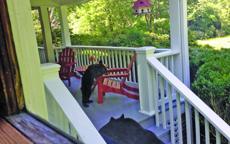 With temperatures on the rise, black bears are leaving their dens in search of easy meals. There will be a BearWise program at 5 p.m. on Sunday, May 2 via Zoom to educate the public on coexisting with bears.