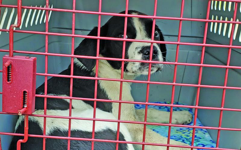 Cashiers Highlands Humane Society staff members rescued 27 dogs from an animal hoarding site in South Carolina. Several of the dogs appeared neglected, malnourished and/or were heartworm positive.