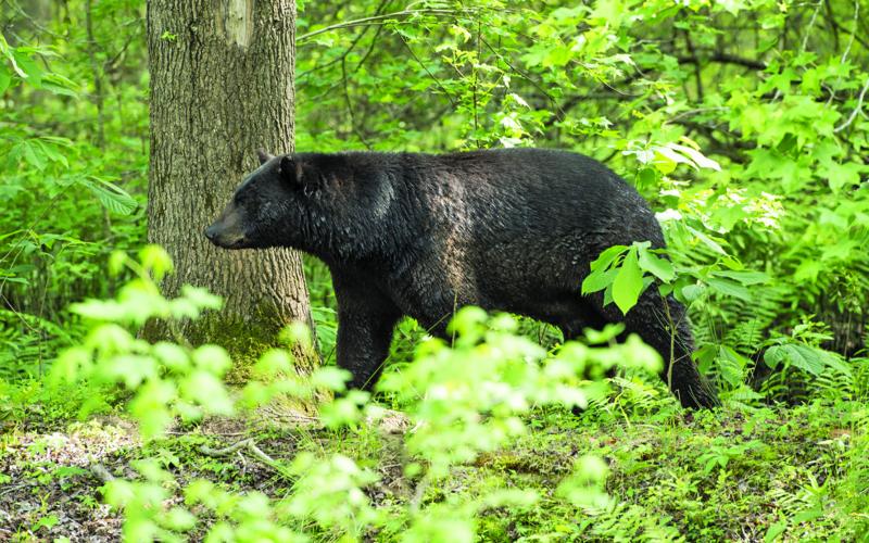 The NC Wildlife Resources Commission, Town of Highlands and BEAR task force hosted a joint BearWise virtual symposium on Sunday.