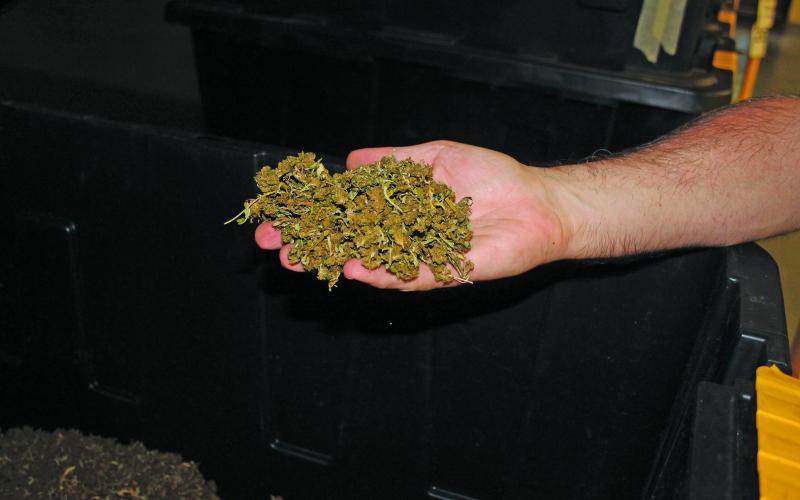 Photo by Christopher Lugo/Staff Processed hemp. Boxes of the flower are held in storage in Franklin.