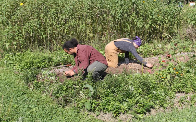 Photo by Christopher Smith/Staff Tolvin Stiles and Cole Phelps dig at the farm.