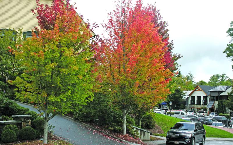 Highlander File Photo Fall folliage from last year on Main Street.