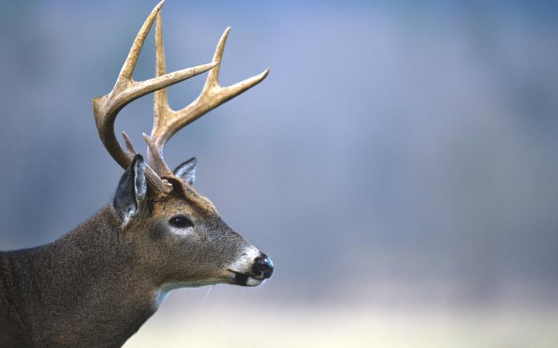 Photo by Ken Taylor/North Carolina Wildlife Resources Commission The Western Deer season, which encompasses 17 counties, began Sep. 11 with archery and Nov. 22 with guns.
