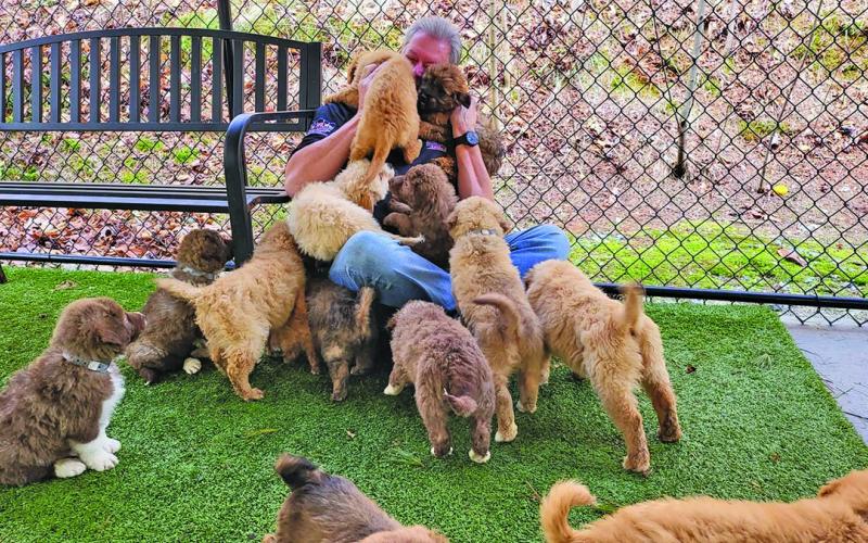 Submitted Photo CHHS executive director David Stroud being bombarded by puppies after a rescue in South Carolina.