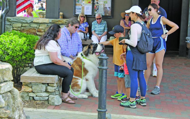 Photo by Christopher Lugo/Staff A friendly pup at the Highlands Motoring Festival this year.