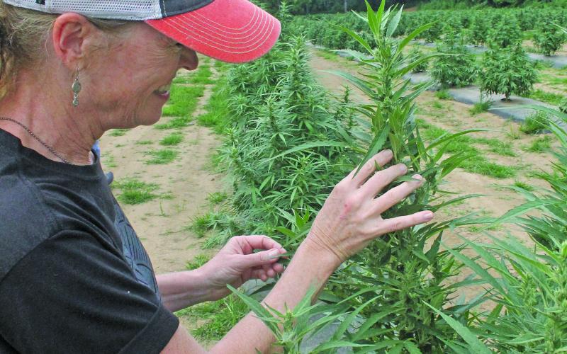 Photo by Christopher Lugo/Staff Lori Lacey handles a hemp plant at the Appalachian Growers’ farms near Franklin.