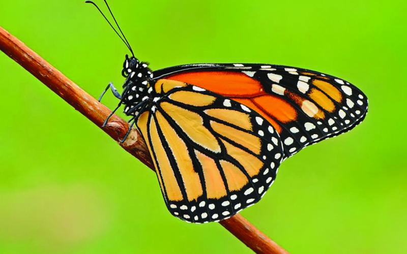 Submitted photo Gorges State Park in Sapphire will host the Mountain Monarch Festival on Saturday, Sept. 24, featuring presentations a keynote address and live music.