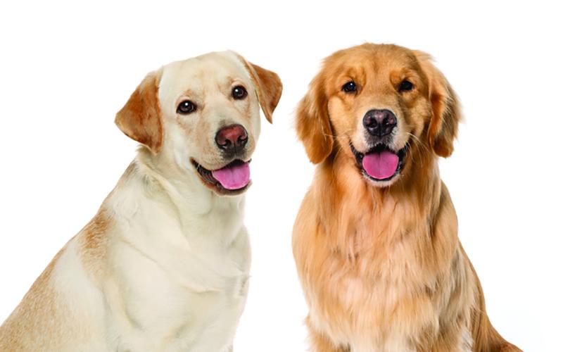 Dr. Joanne Roesner will teach a pet CPR and first aid class at the Sky Valley-Scaly Mountain Volunteer Fire Department at 4 p.m. on Saturday.