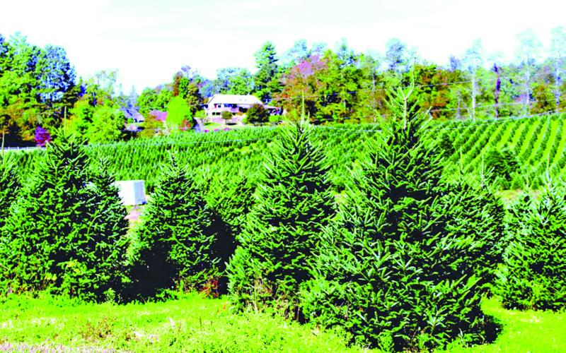 Vehicles with Christmas trees strapped to the roof are once again a common sight as many of the area’s tree farms officially opened for the 2022 holiday season last week.