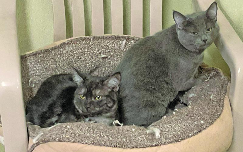 Cats are filling the feline room at Cashiers Highlands Humane Society.