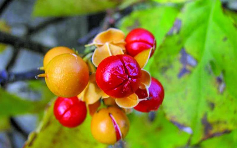 Oriental Bittersweet is the August “Invasive Plant of the Month.”