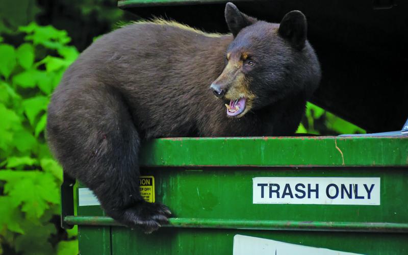 Bears may not be as prevalent in Highlands as in years past, but they are still wreaking havoc on area businesses.