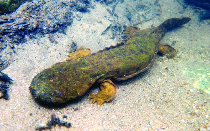 Hellbenders look scary, but they pose no threat to humans and are an important part of the ecosystem in Western North Carolina.