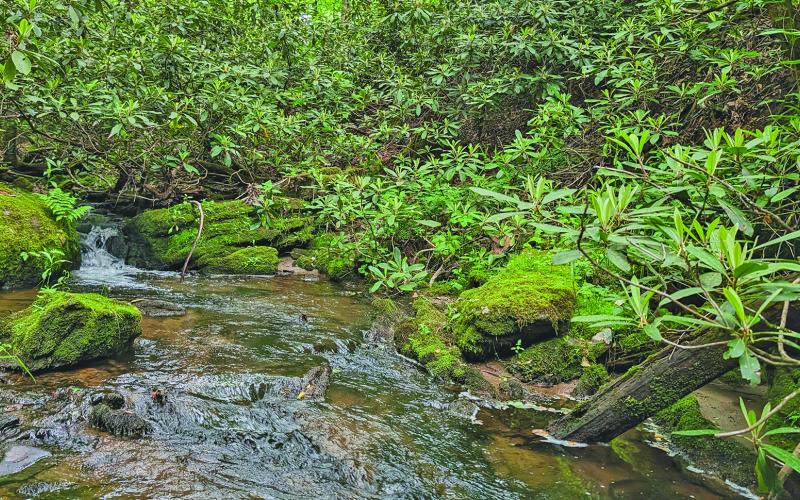The Highlands Cashiers Land Trust recently conserved 54 acres near downtown Highlands along Glenn Falls Road.
