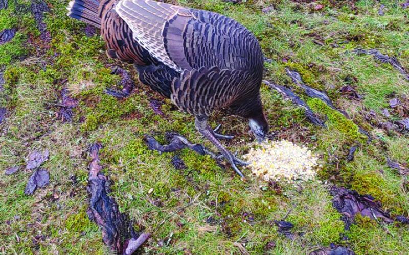 A wild turkey that had become a community mascot after Hurricane Helene has been relocated to Holly Forest.