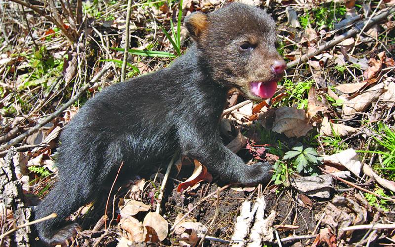 As bear cubs emerge with their mothers, the NC Wildlife Resources Commission is asking residents not to approach cubs and avoid contact whenever possible.
