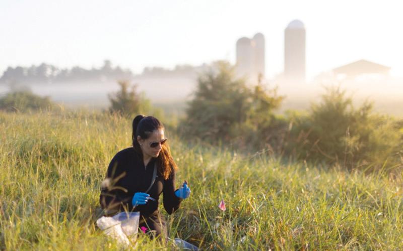 Dr. Rada Petric explores the world of  back-yard bats (courtesy UNC endeavors).