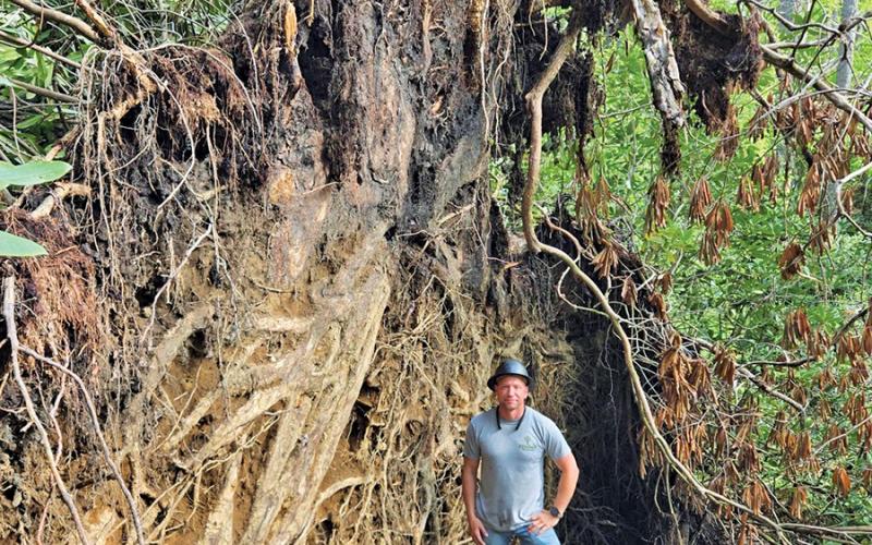 Steve Branson stands amidst a large tree extracted during the helicopter operation.