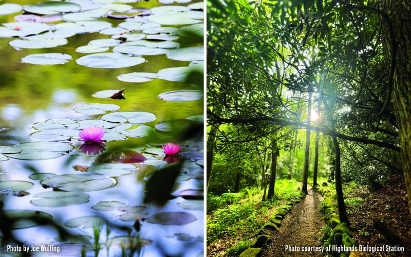 On Saturday guests will enjoy the native plant gardens and the walking trails at the Highlands Biological Station.