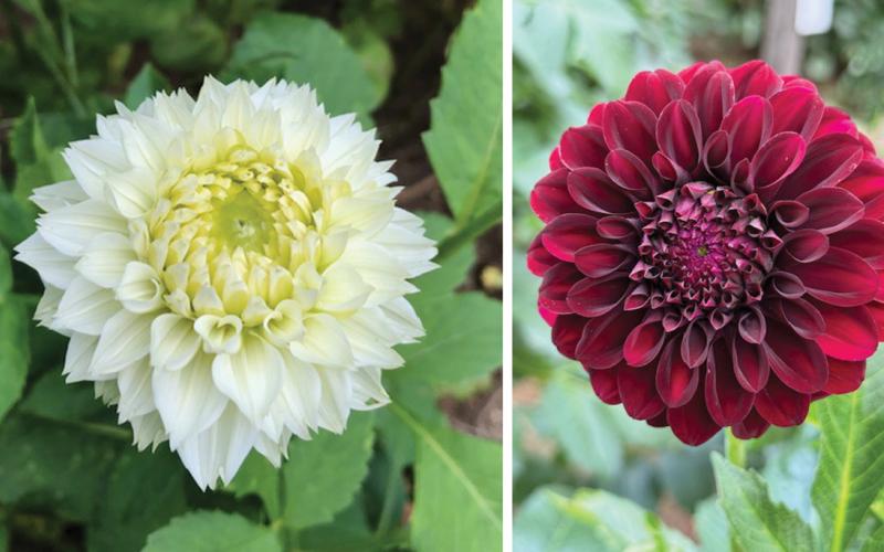 The Garden Soirée will highlight  the gardens at the Heys' home.