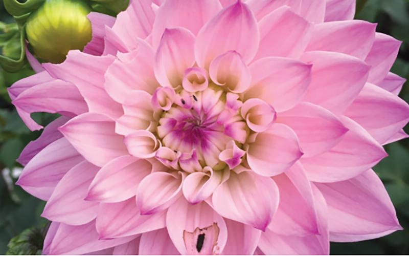 The Sky Valley Garden Club will host “An Enchanted Evening” on Sept. 16.