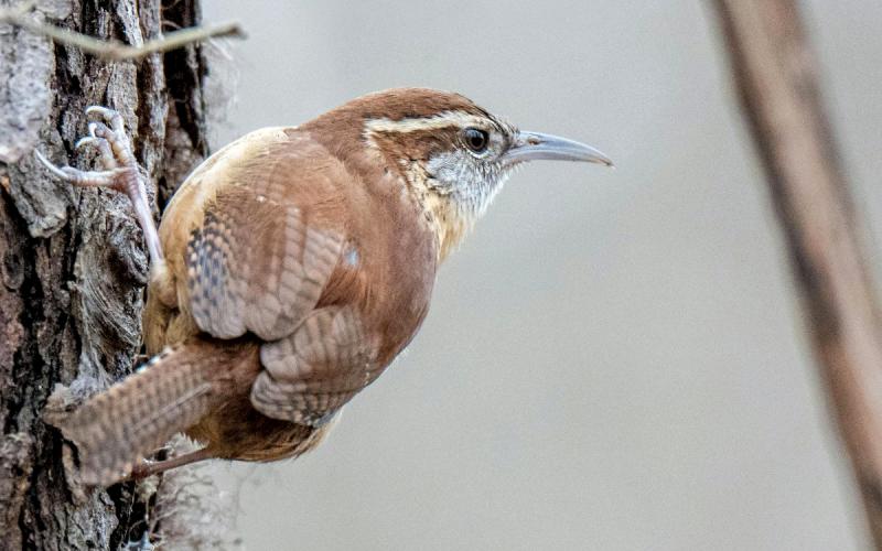 Learn the hidden language of the forest and learn practical tools for identifying birds by their songs and calls.