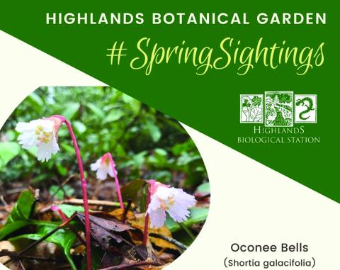 The Highlands Nature Center’s “Spring Sightings” series is part of the online offerings being introduced in 2020.