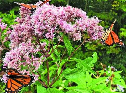 Monarch butterflies are currently migrating through Western North Carolina.