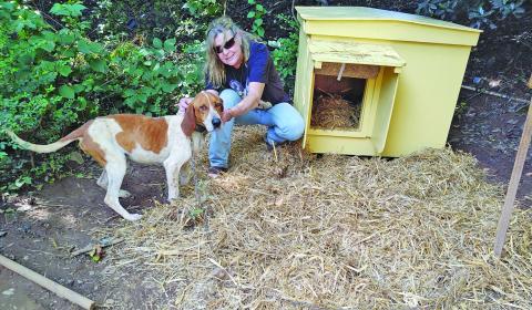 Habitat for Hounds builds houses for dogs in need.