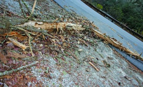 A tropical storm that moved through Highlands on Thursday knocked down several trees in its path. This tree was partially blocking US 64 until it was dragged out of the roadway by a passing motorist.