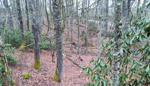 The Highlands-Cashiers Land Trust recently conserved 28 acres near the intersection of US 64 and Sherwood Forest Road.