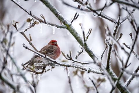 The Highlands Plateau Audubon Society identified 56 species of birds in December.