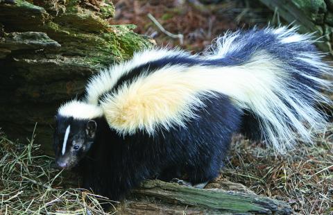 Macon County Public Health officials have identified a positive case of rabies in a skunk.