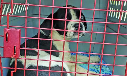 Cashiers Highlands Humane Society staff members rescued 27 dogs from an animal hoarding site in South Carolina. Several of the dogs appeared neglected, malnourished and/or were heartworm positive.