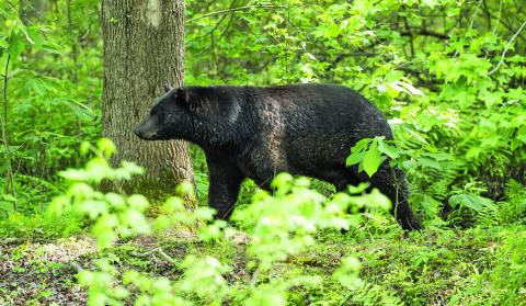 The NC Wildlife Resources Commission, Town of Highlands and BEAR task force hosted a joint BearWise virtual symposium on Sunday.