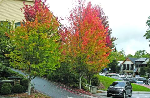 Highlander File Photo Fall folliage from last year on Main Street.