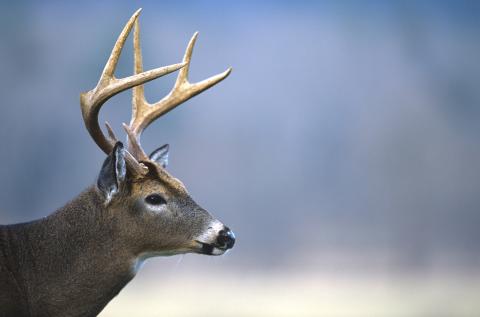 Photo by Ken Taylor/North Carolina Wildlife Resources Commission The Western Deer season, which encompasses 17 counties, began Sep. 11 with archery and Nov. 22 with guns. 