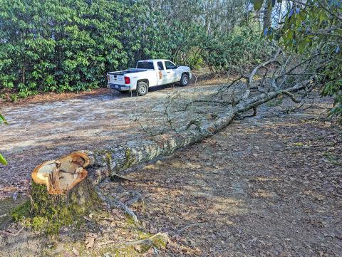 Photo by Andrew Renfro/Highlands Cashiers Land Trust An unknown person felled a mature red oak tree at the top of the old road bed as you first walk to Sunset Rock.
