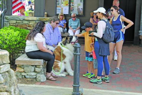 Photo by Christopher Lugo/Staff A friendly pup at the Highlands Motoring Festival this year. 