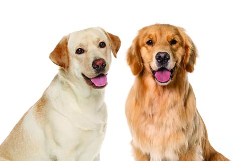 Dr. Joanne Roesner will teach a pet CPR and first aid class at the Sky Valley-Scaly Mountain Volunteer Fire Department at 4 p.m. on Saturday.