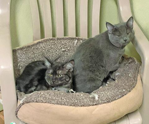 Cats are filling the feline room at Cashiers Highlands Humane Society.
